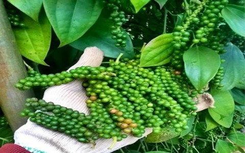 Giá tiêu hôm nay 30/9: Giảm 500 đồng tại nhiều vùng
